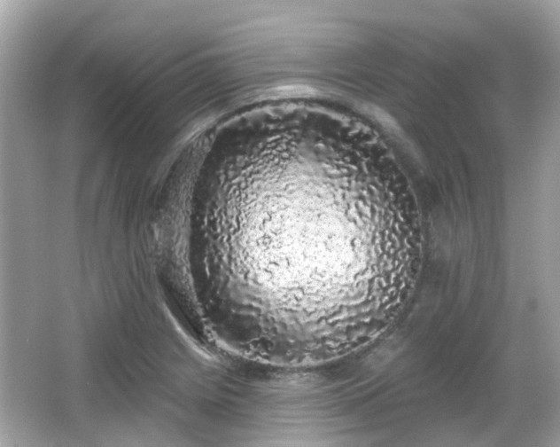 X0000066531225200603201351