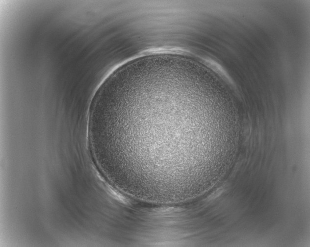 X0000066531228200603201351