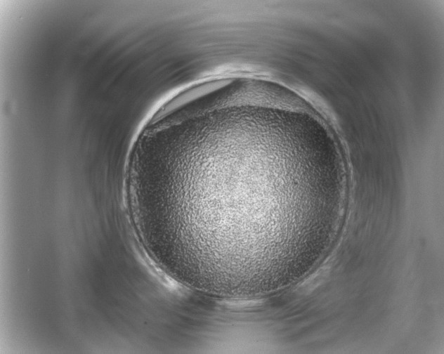 X0000066531296200603201350