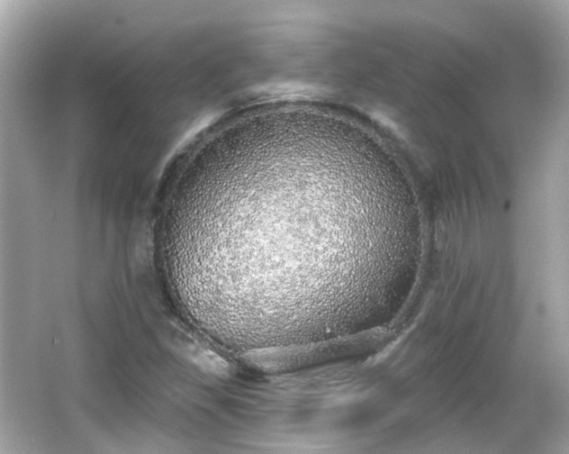 X0000066531309200603201349