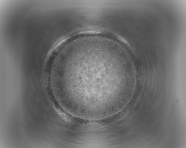 X0000066531448200603201347