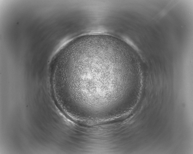 X0000066531456200603201347