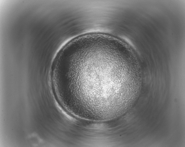 X0000066531468200603201347