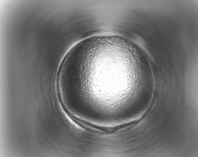 X0000066531484200603201347