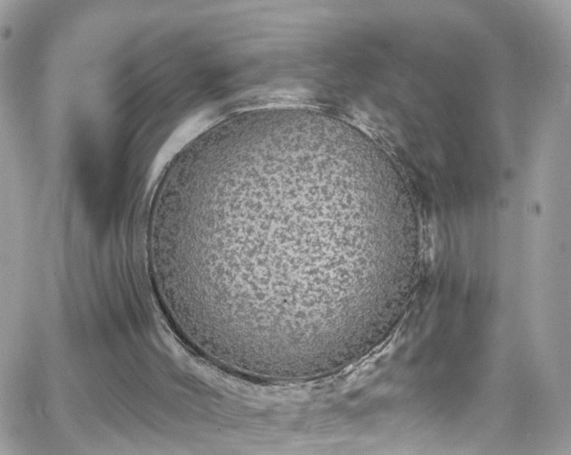 X0000066530004200603241413