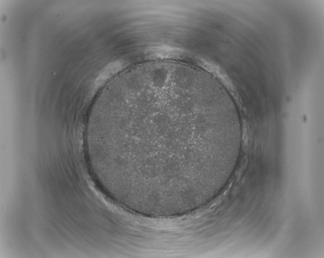 X0000066530010200603241413