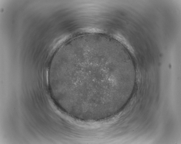 X0000066530014200603241413