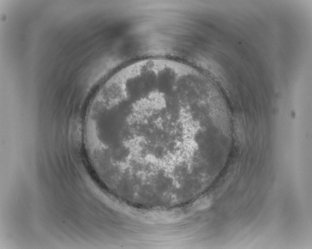 X0000066530016200603241413