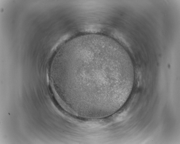 X0000066530020200603241413