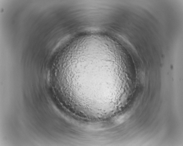 X0000066530024200603241413