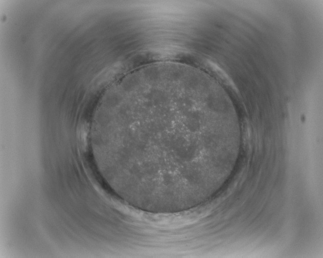 X0000066530026200603241413