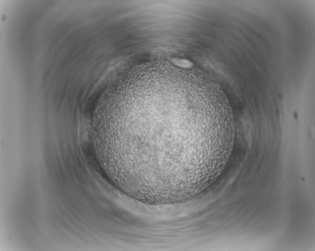 X0000066530038200603241413