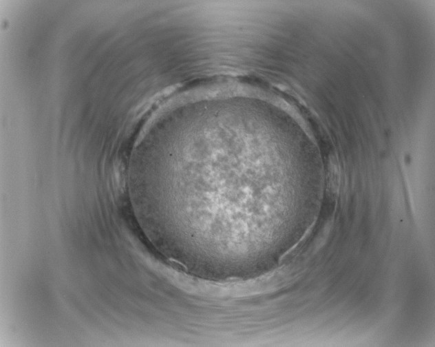 X0000066530043200603241413