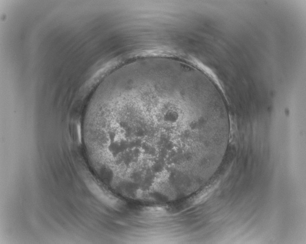 X0000066530061200603241412