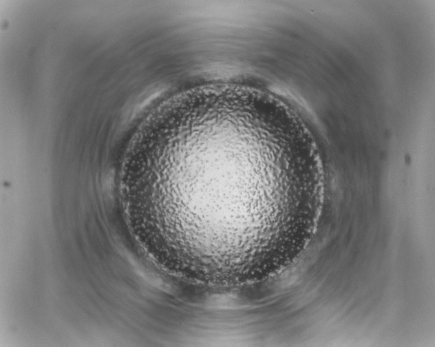 X0000066530066200603241412