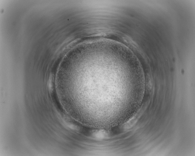 X0000066530074200603241412