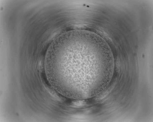 X0000066530079200603241412