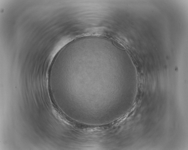 X0000066530100200603241412