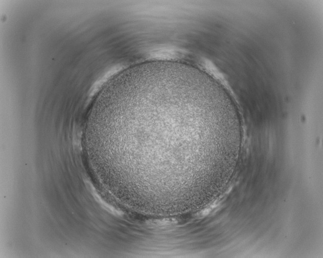 X0000066530106200603241412