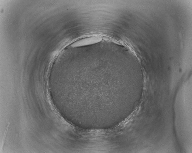 X0000066530145200603241410