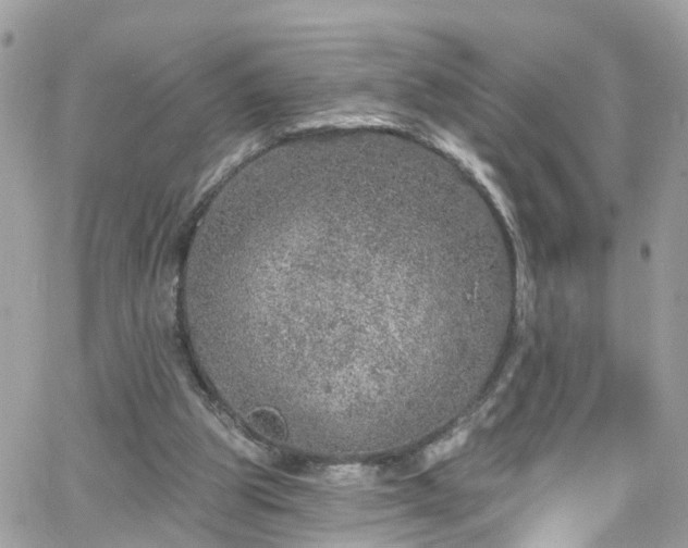 X0000066530153200603241410