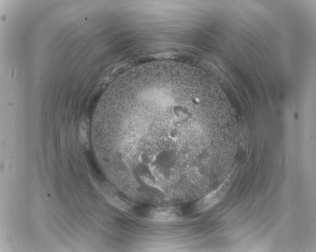 X0000066530175200603241411