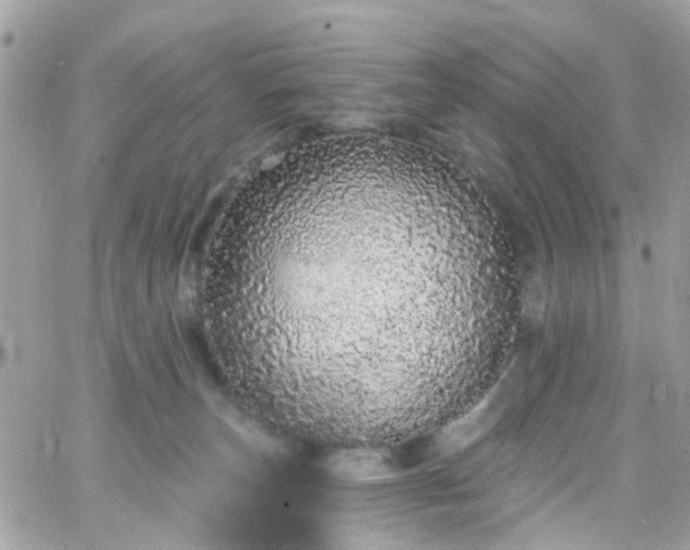 X0000066530179200603241411