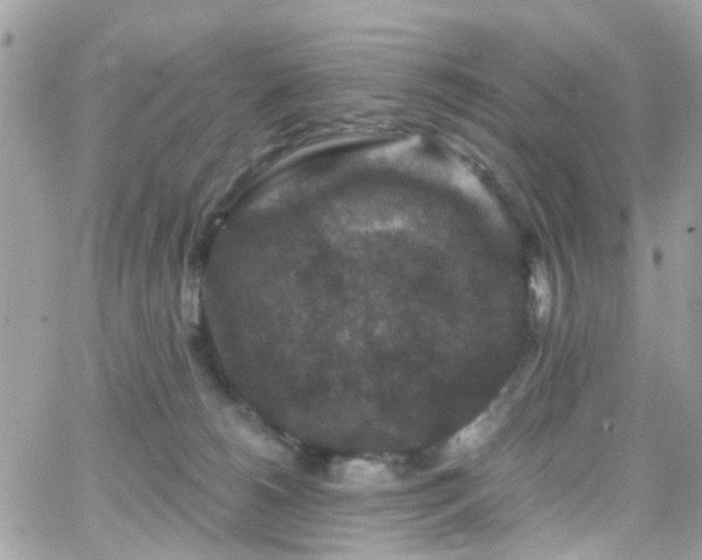 X0000066530180200603241411