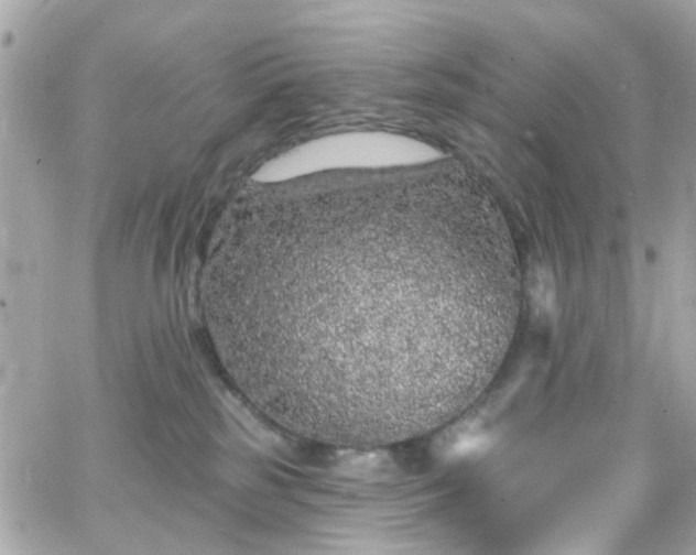 X0000066530185200603241411