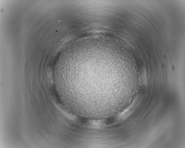 X0000066530187200603241411