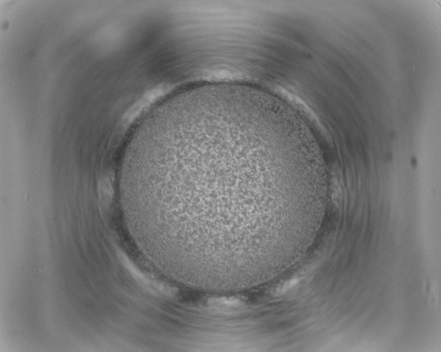 X0000066530208200603241410