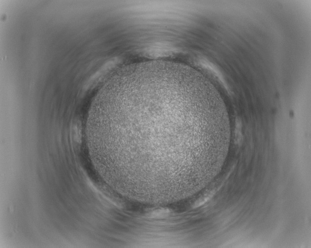 X0000066530210200603241410