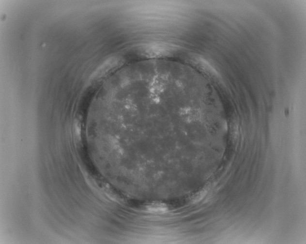 X0000066530214200603241410