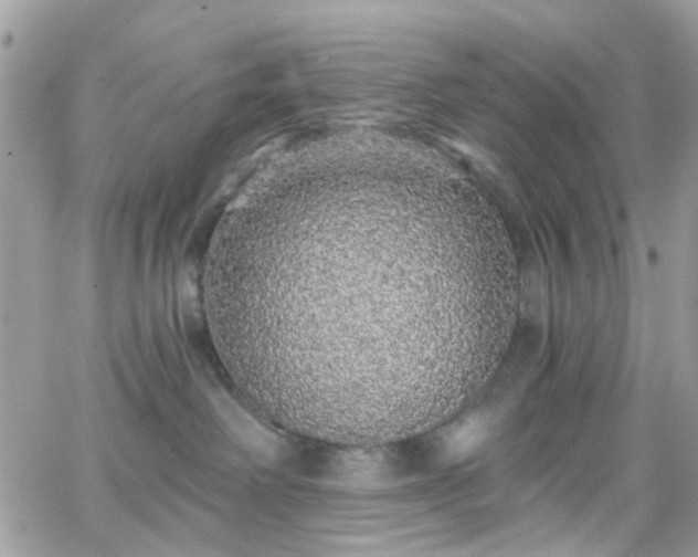 X0000066530238200603241409