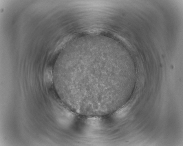 X0000066530240200603241409