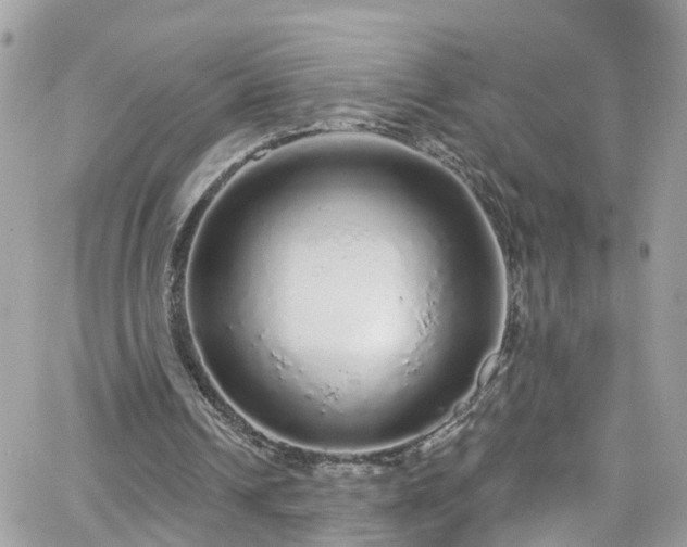 X0000066530242200603241409