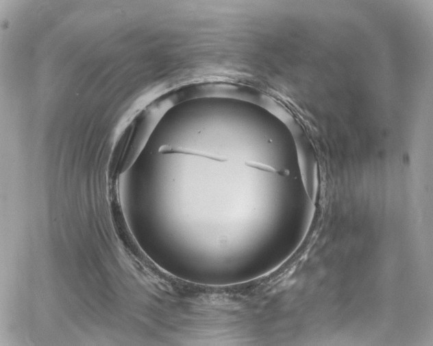 X0000066530244200603241409