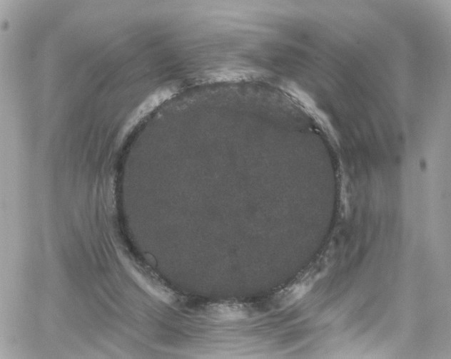 X0000066530250200603241409