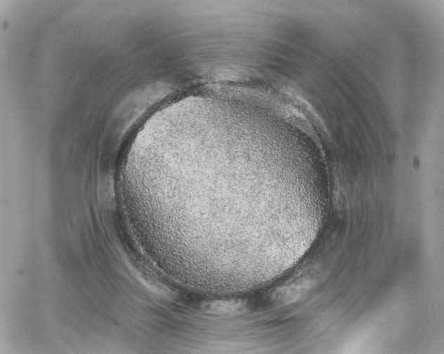 X0000066530251200603241409