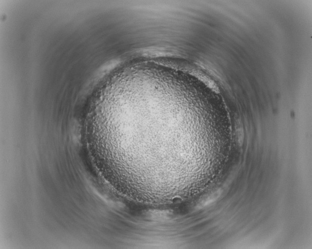 X0000066530255200603241409