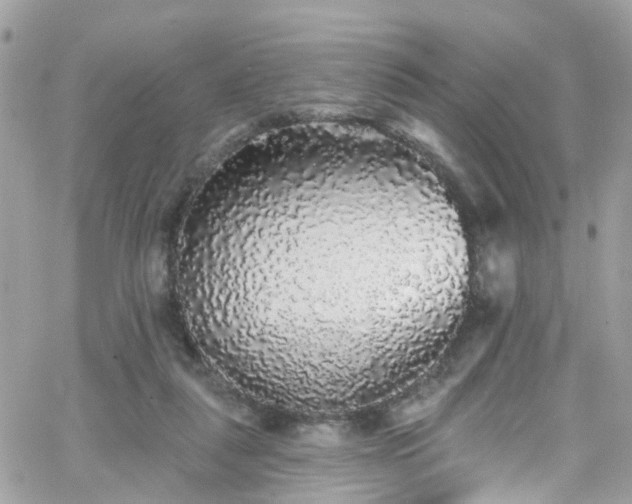 X0000066530259200603241409