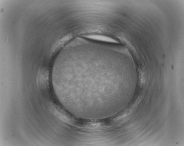 X0000066530260200603241409