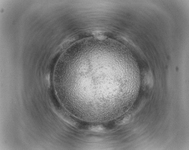 X0000066530262200603241409