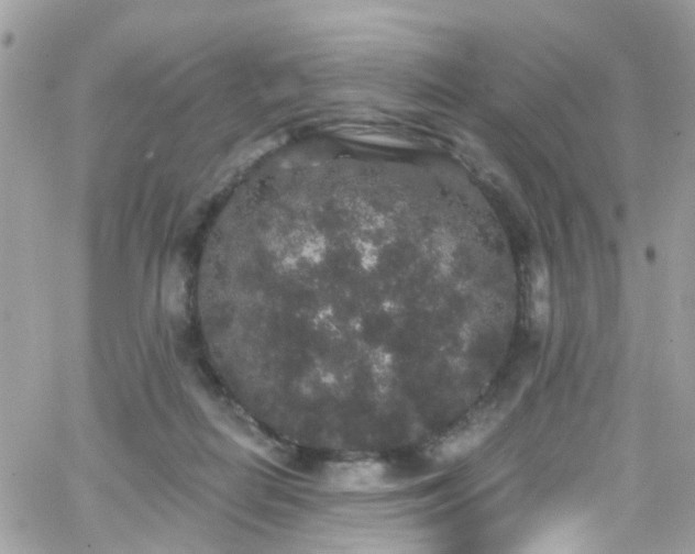 X0000066530266200603241409