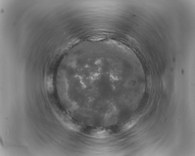 X0000066530267200603241409