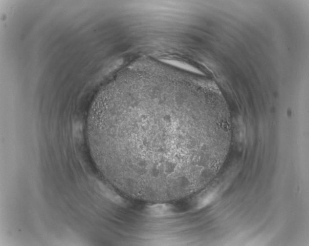 X0000066530269200603241409