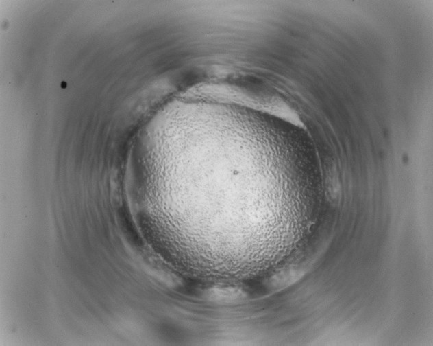 X0000066530270200603241409