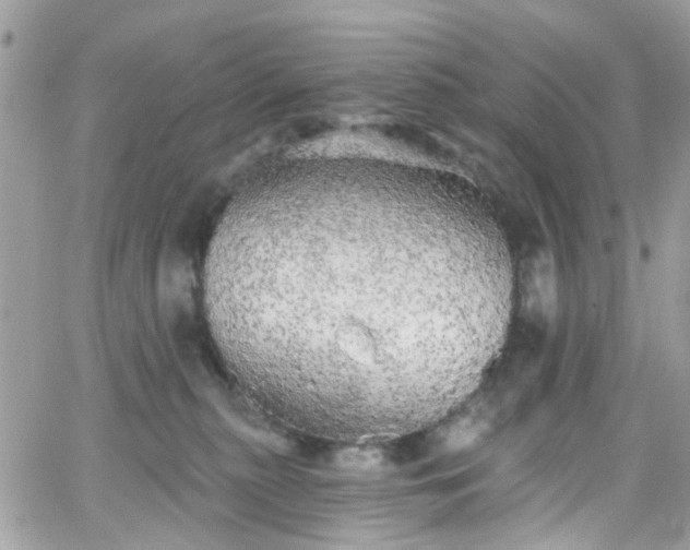 X0000066530279200603241409