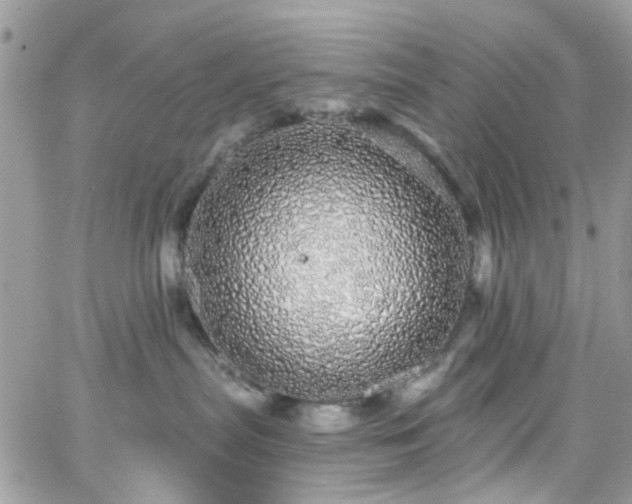 X0000066530287200603241409