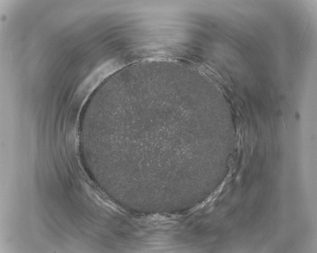 X0000066530290200603241408